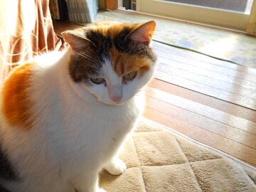 3月18日（19）仮