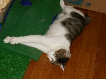 8月18日（22）仮