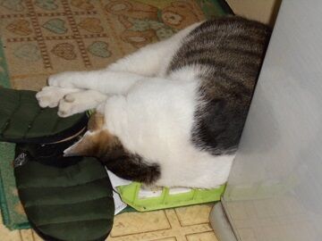 6月23日（33）仮