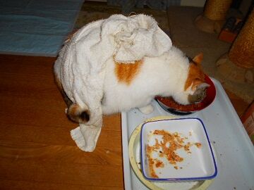 11月11日（6）仮