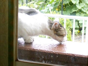 6月24日（21）仮