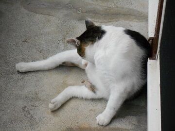 8月17日（18）仮