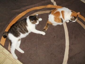 9月11日（33）仮