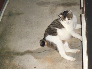 7月19日（58）仮