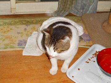 5月10日（35）仮