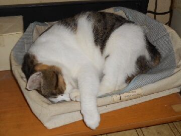 10月7日（15）仮