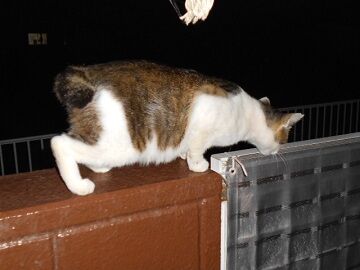 6月14日（62）仮