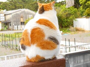 5月22日（65）仮