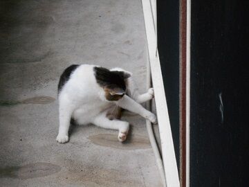 7月30日（31）仮