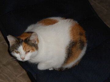 10月2日（21-1）仮