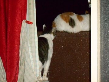 6月27日（31）仮