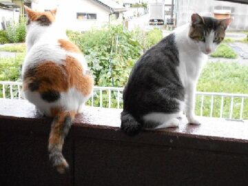 7月26日（82）仮