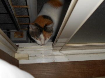 9月16日（20-1）仮