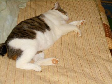 10月21日（10）仮