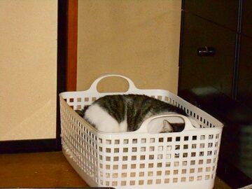 12月10日（12）仮