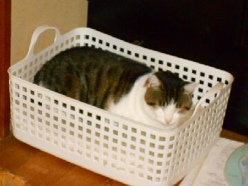 11月10日（1）仮