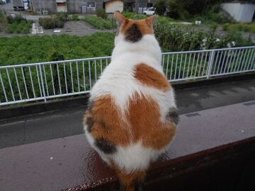 7月30日（43）仮