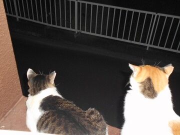 8月27日（63）仮