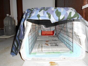 4月26日（27）使用