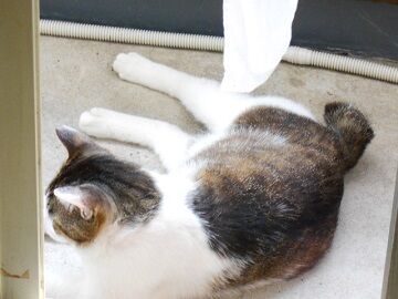 5月28日（28）仮