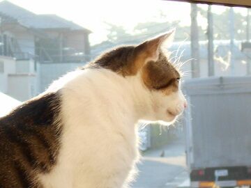 8月24日（26）仮