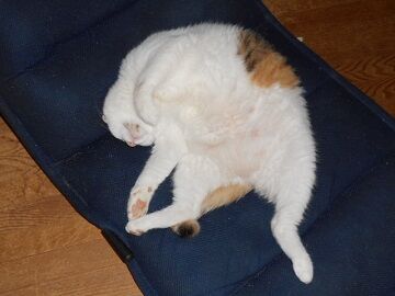 7月19日（34）仮