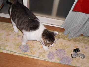 10月4日（5-7）仮