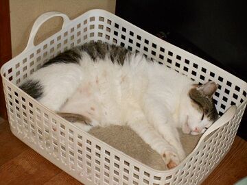 6月29日（48）仮