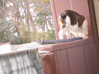 12月24日（7）仮