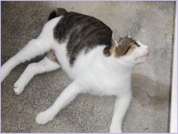 8月25日（16）仮