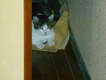 11月22日(23)使用