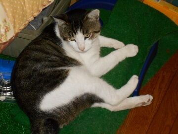 7月13日（41）仮