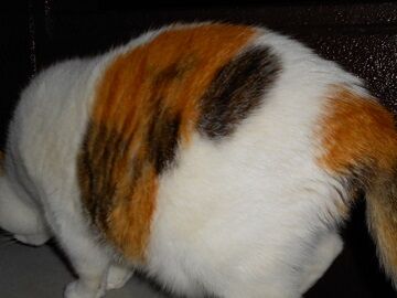 12月8日（60）仮