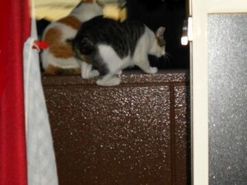 9月11日（5-4）仮