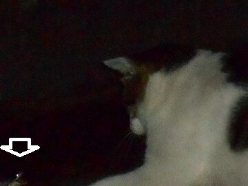 6月22日（26）仮