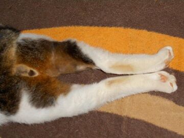 10月25日（50）仮