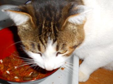 12月20日（11）仮