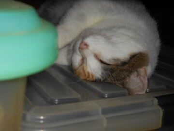 9月10日（7-1）仮