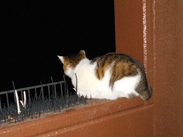 4月29日（66）使用