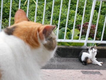 8月1日（14）使用