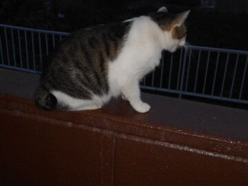 9月12日（5-2）仮