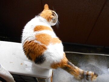 5月21日（19）仮