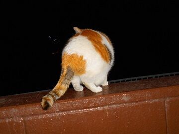 1月15日（35）仮