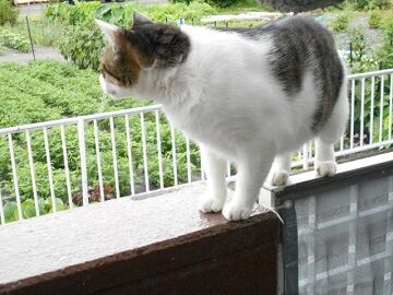 7月17日(70)仮
