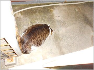 12月24日（50）仮