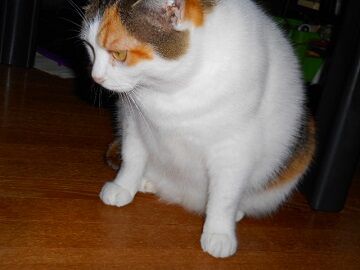 10月20日（38）仮