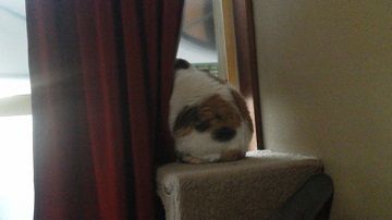 キャット台