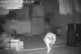 11月28日（32）仮