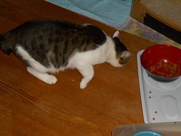 9月11日(23)仮