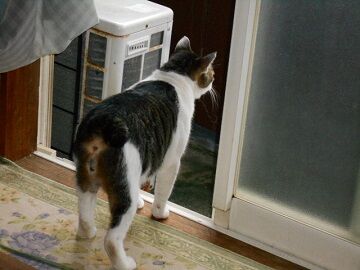 7月30日（27）仮